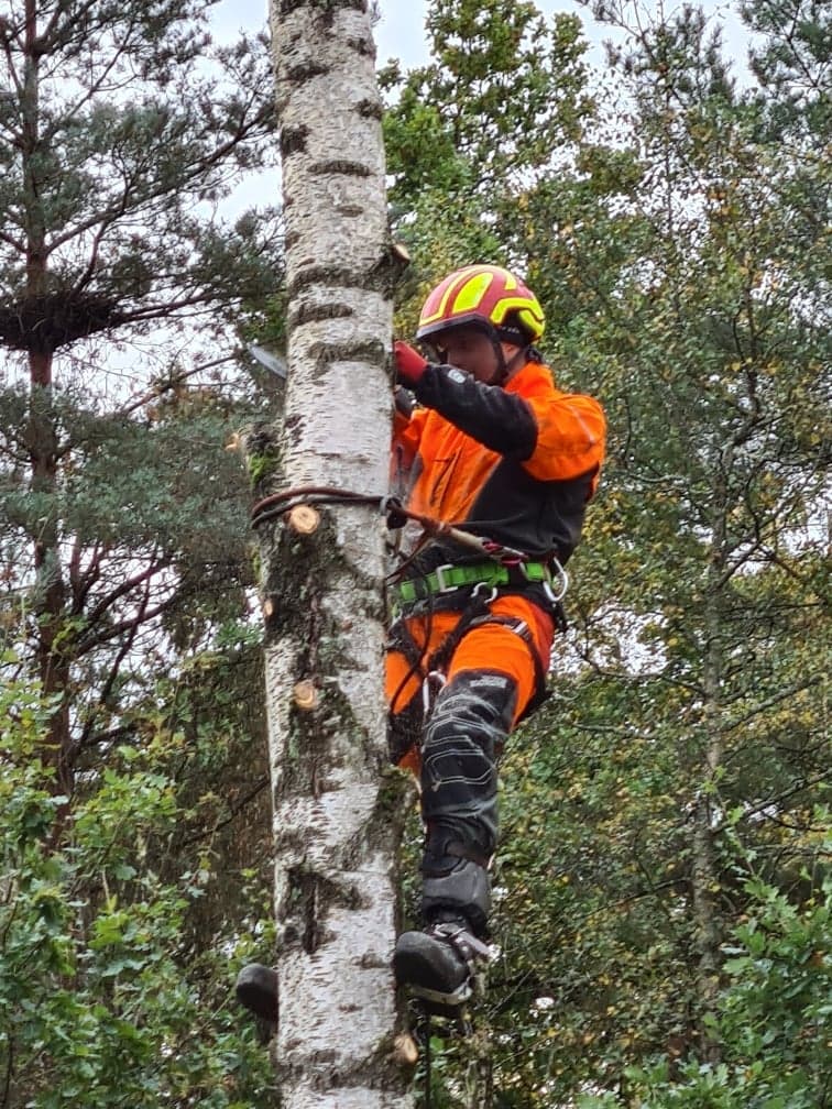 Arborist Hässleholm